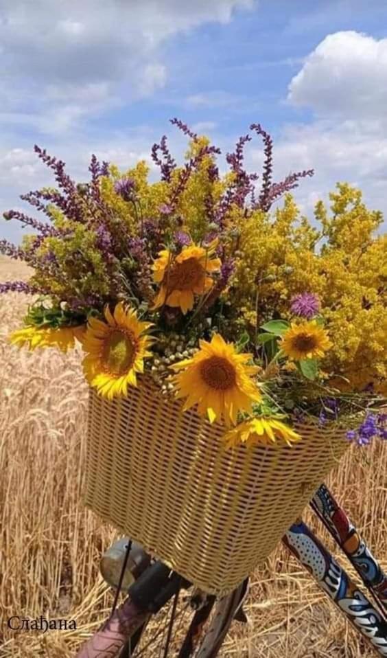 Au Jardin De La Maison Des Soeurs Mutzig Esterno foto